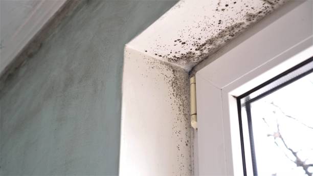 Best Commercial Mold Removal  in Concordia, MO