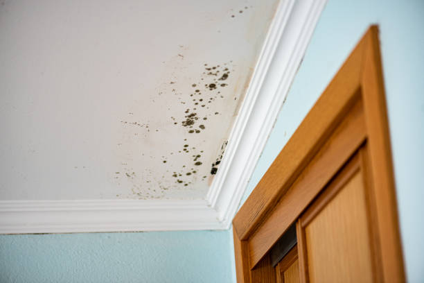 Best Fast Mold Removal  in Concordia, MO