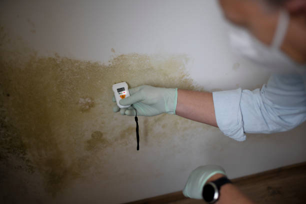 Best Local Mold Removal Service  in Concordia, MO